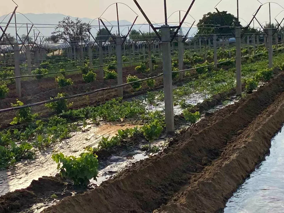 Sarıgöl’de Kışlık Sebze Dikimine Başlandı